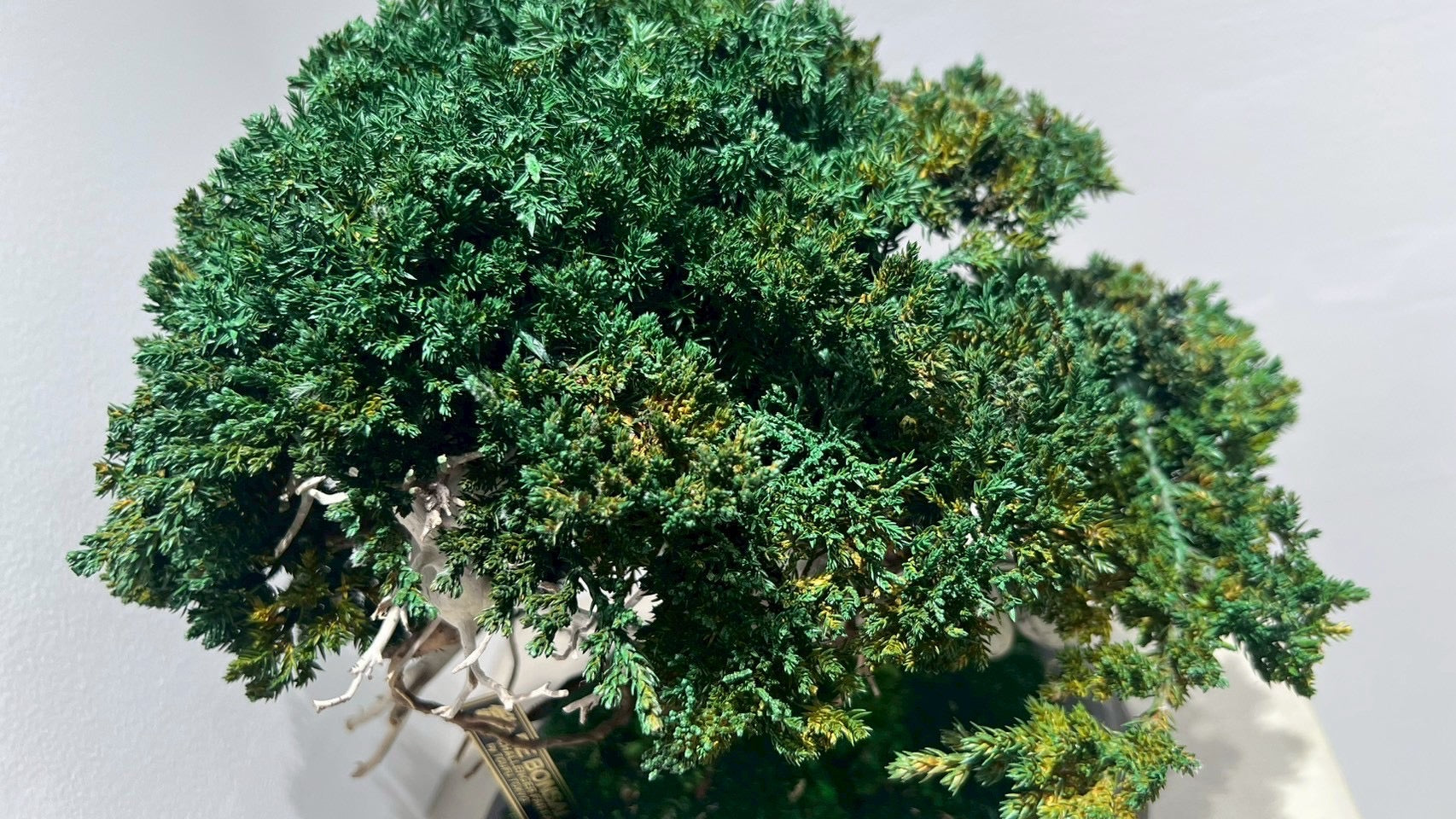 RE BONSAI™️(真柏/海松茶色)