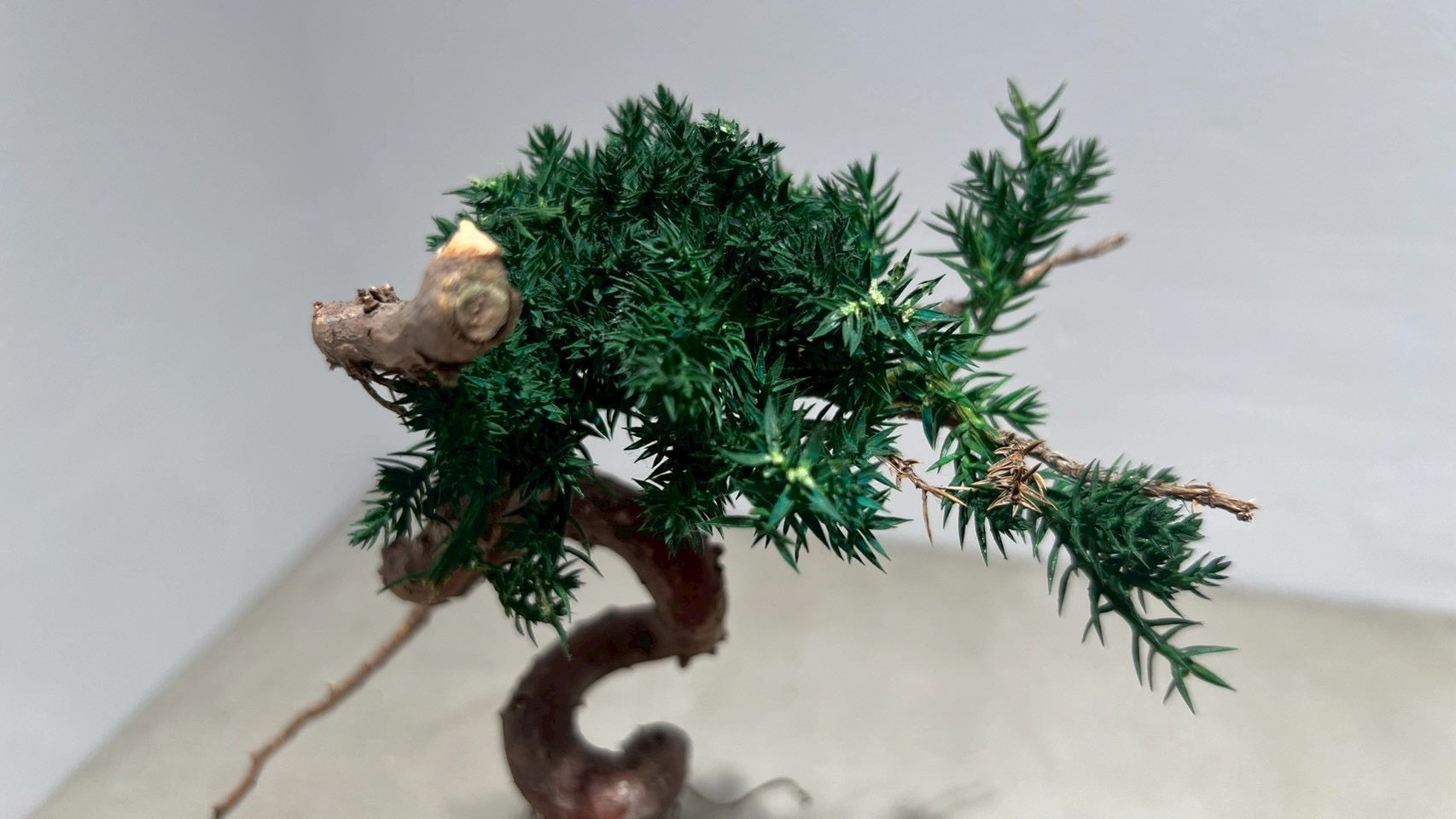 RE BONSAI™️(海松茶色)