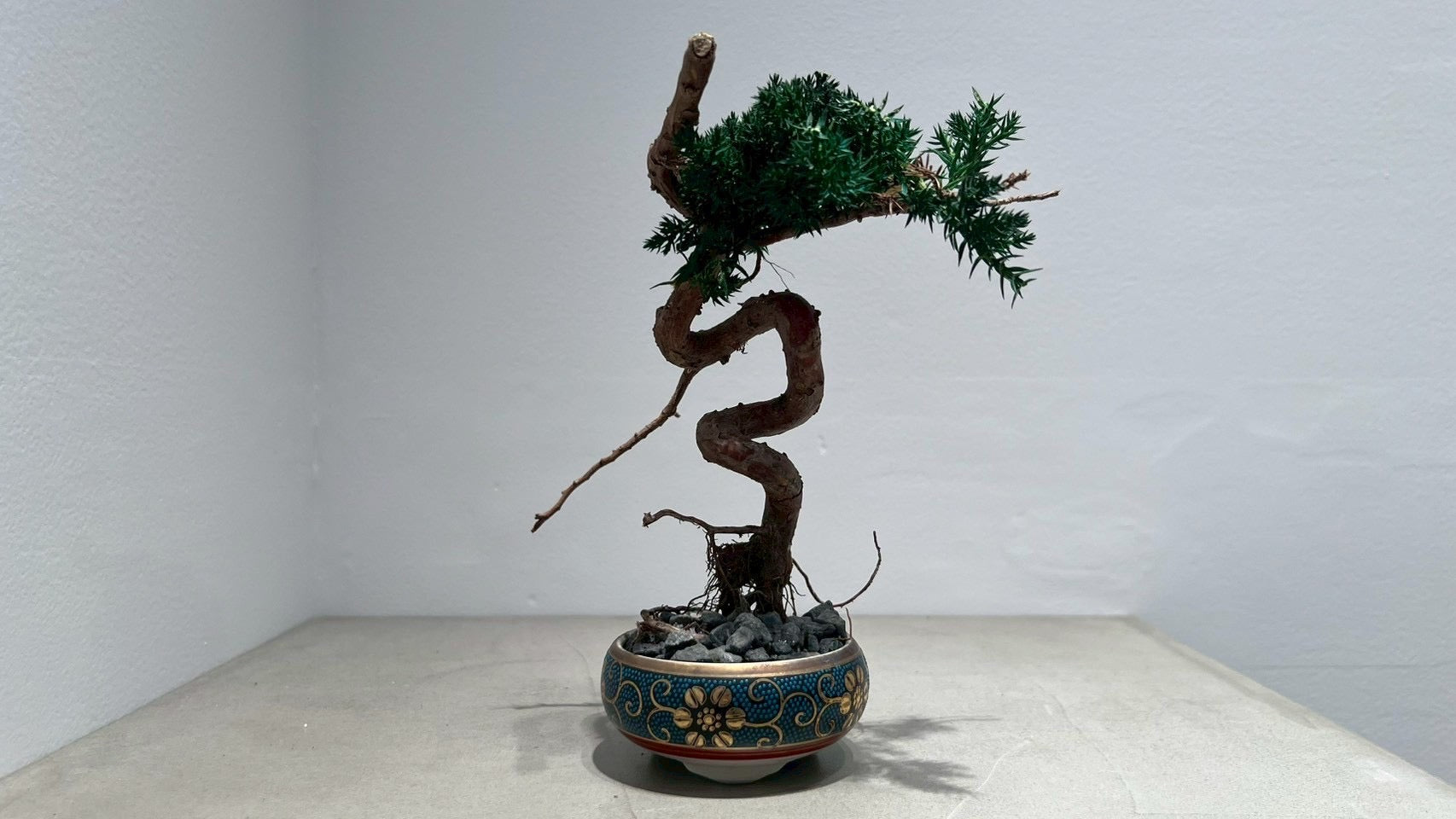 RE BONSAI™️(海松茶色)