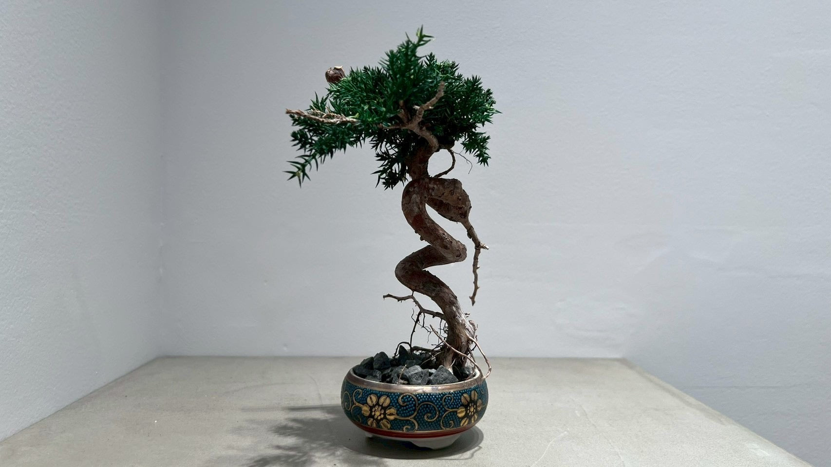 RE BONSAI™️(海松茶色)
