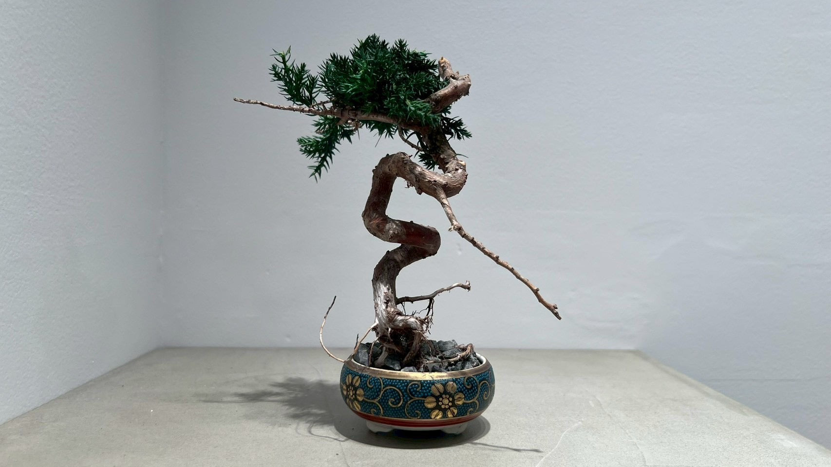 RE BONSAI™️(海松茶色)