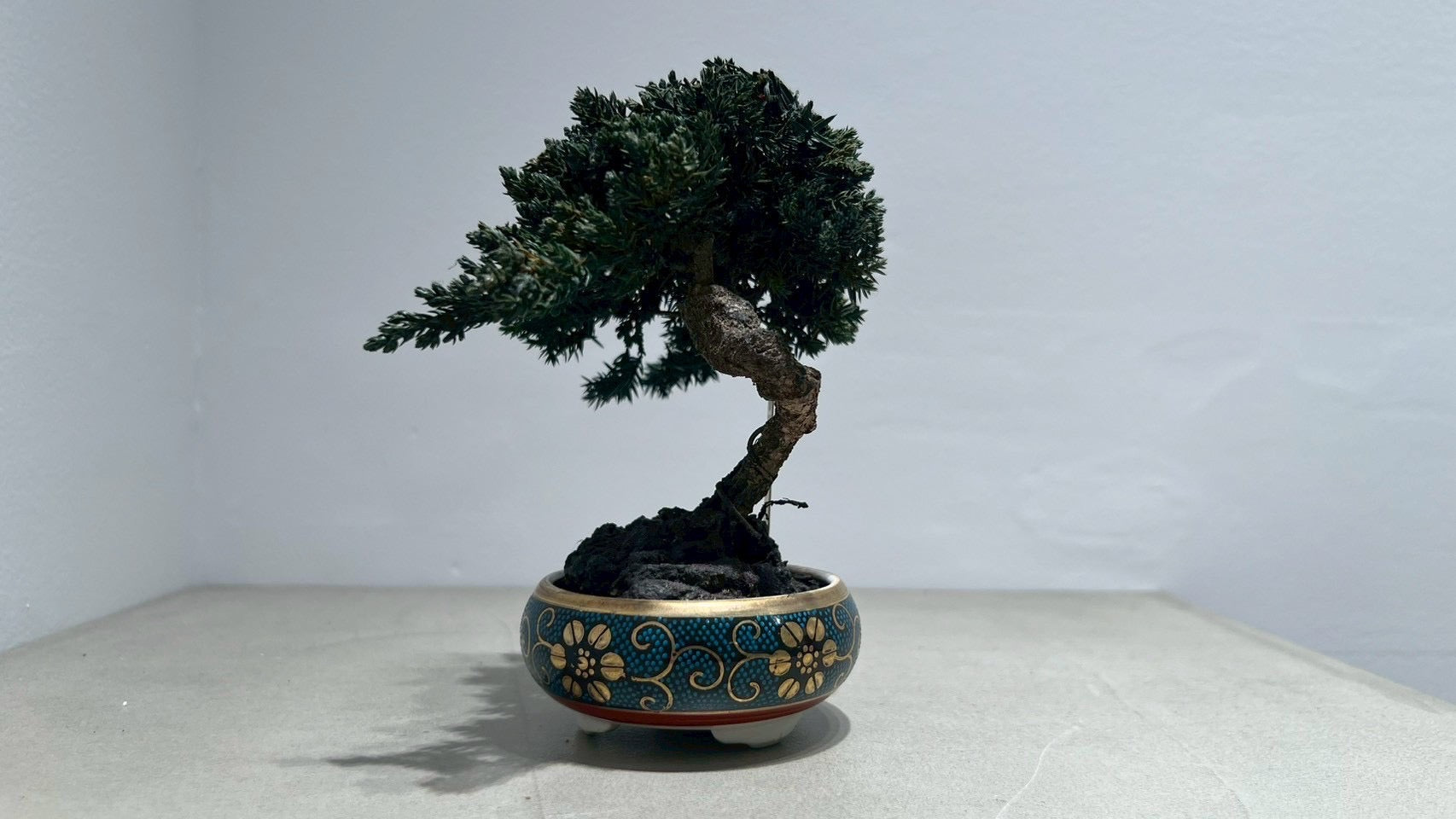 RE BONSAI™️(海松茶色)