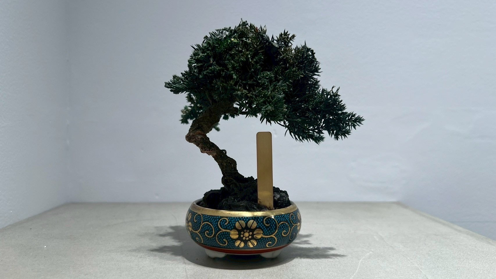 RE BONSAI™️(海松茶色)
