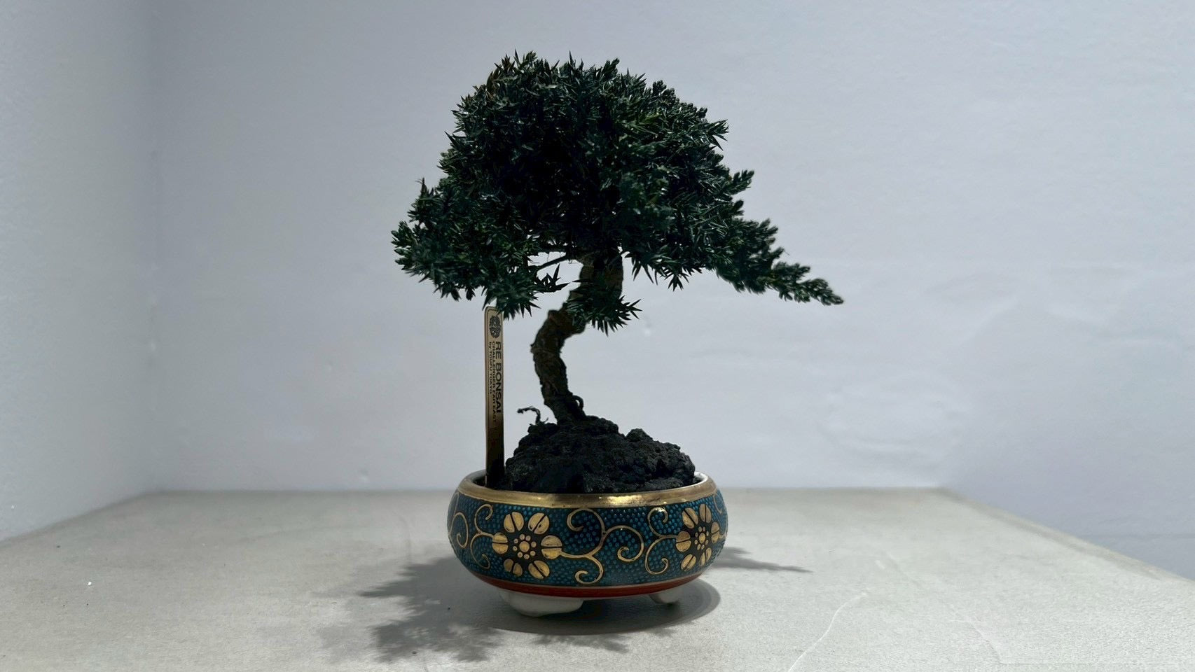 RE BONSAI™️(海松茶色)