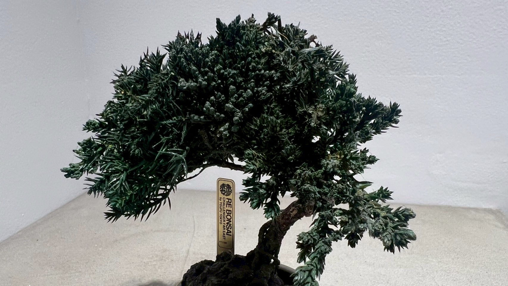 RE BONSAI™️(海松茶色)
