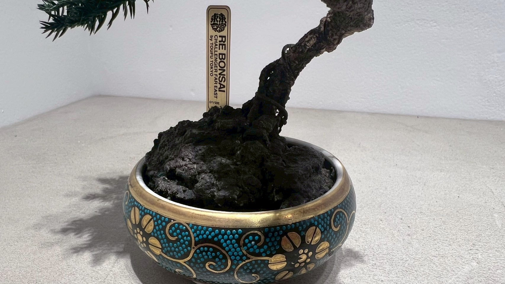 RE BONSAI™️(海松茶色)