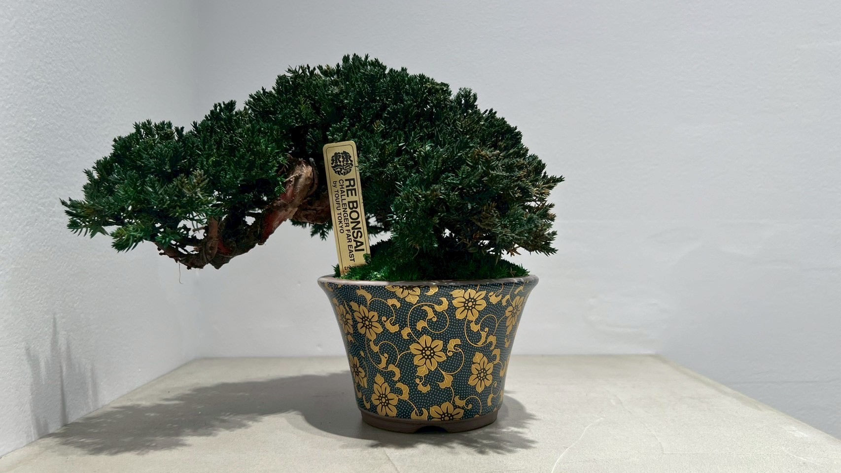 RE BONSAI™️（海松茶色）