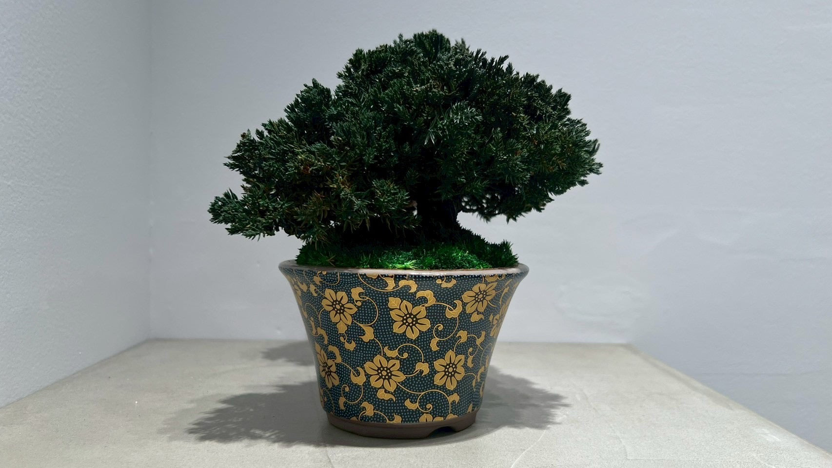 RE BONSAI™️(海松茶色)