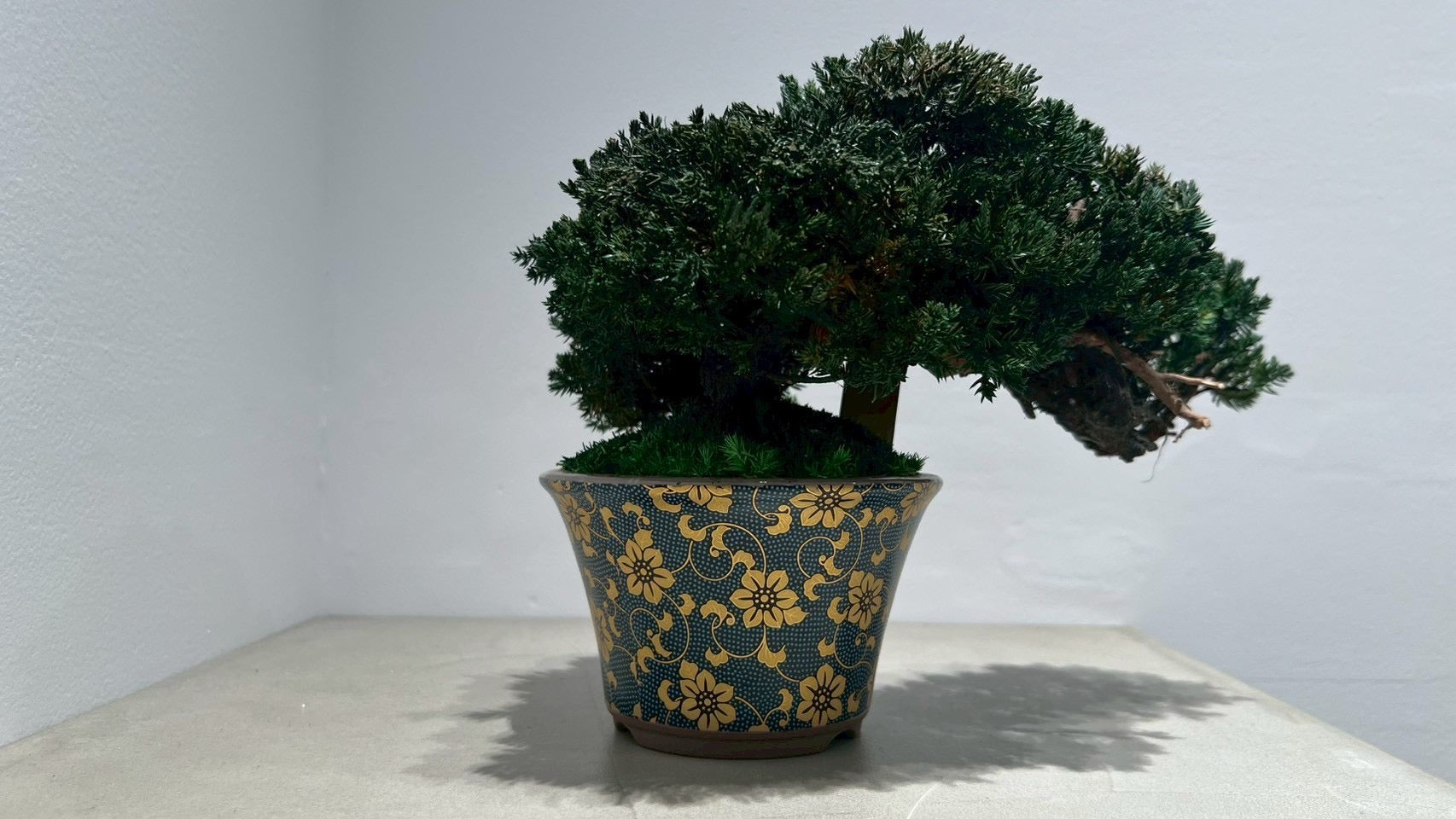 RE BONSAI™️(海松茶色)