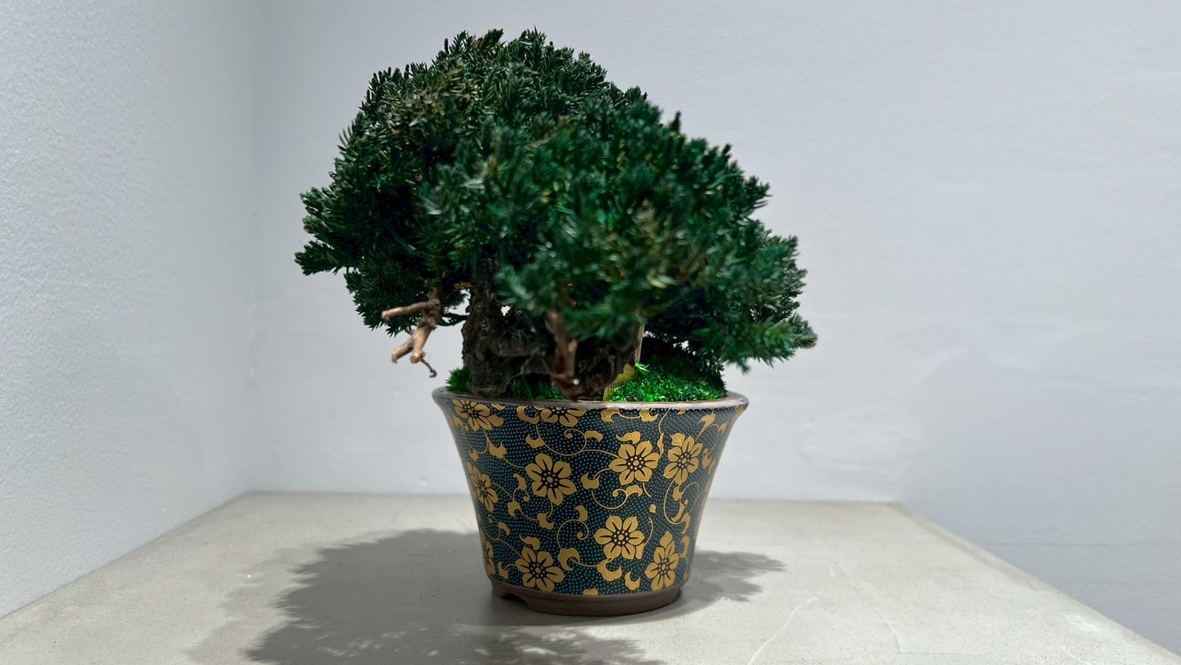 RE BONSAI™️(海松茶色)