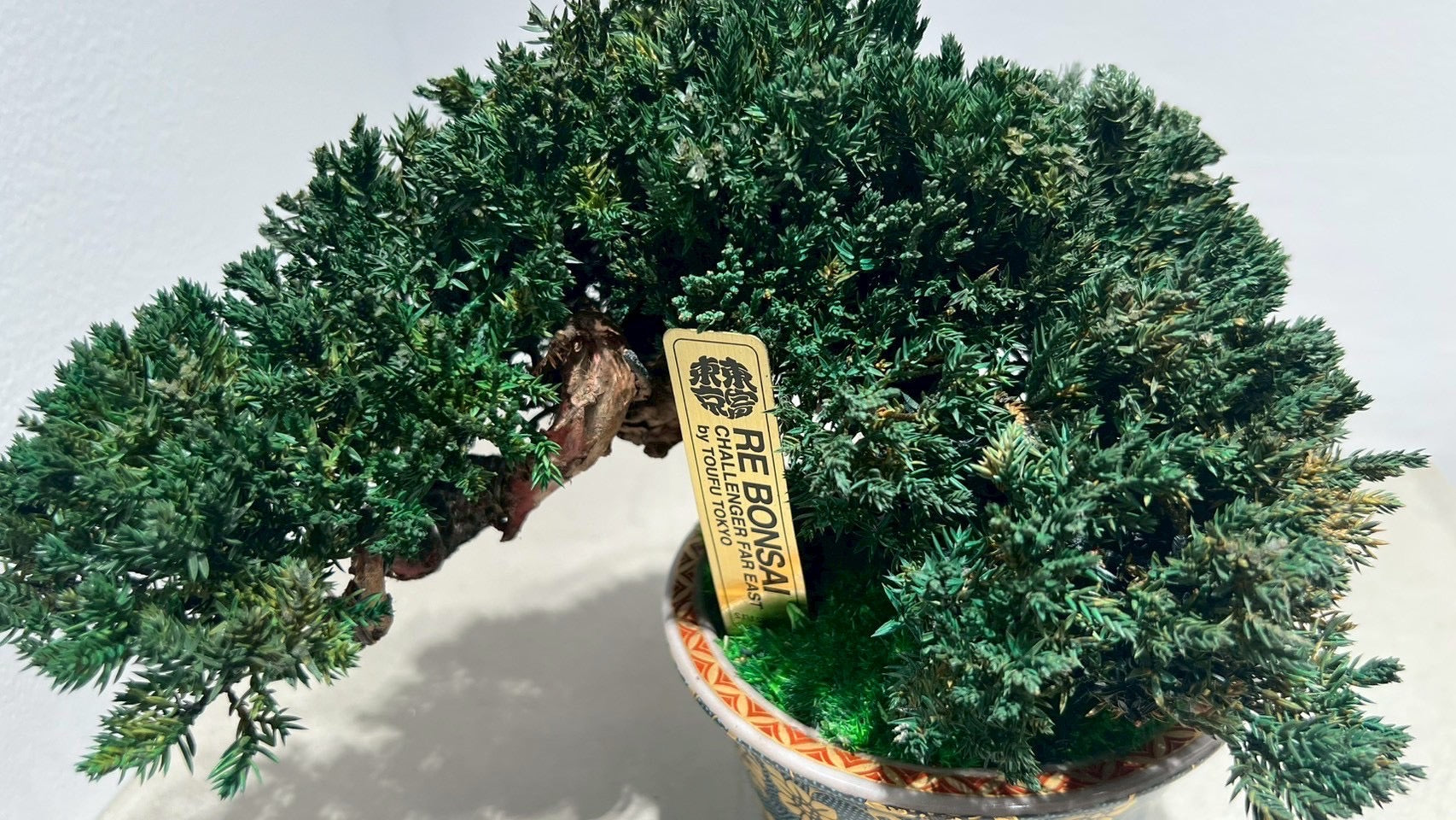 RE BONSAI™️(海松茶色)