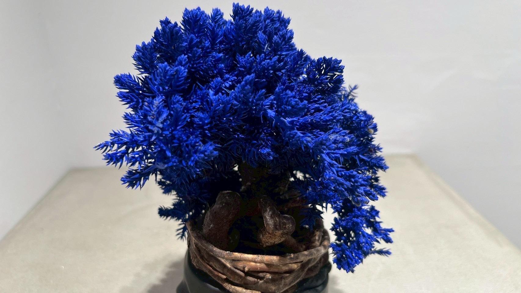 SKULL RE BONSAI™️(紺藍色)