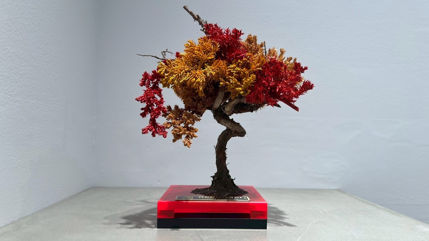 RE BONSAI™️(紅樺色/黄檗色)