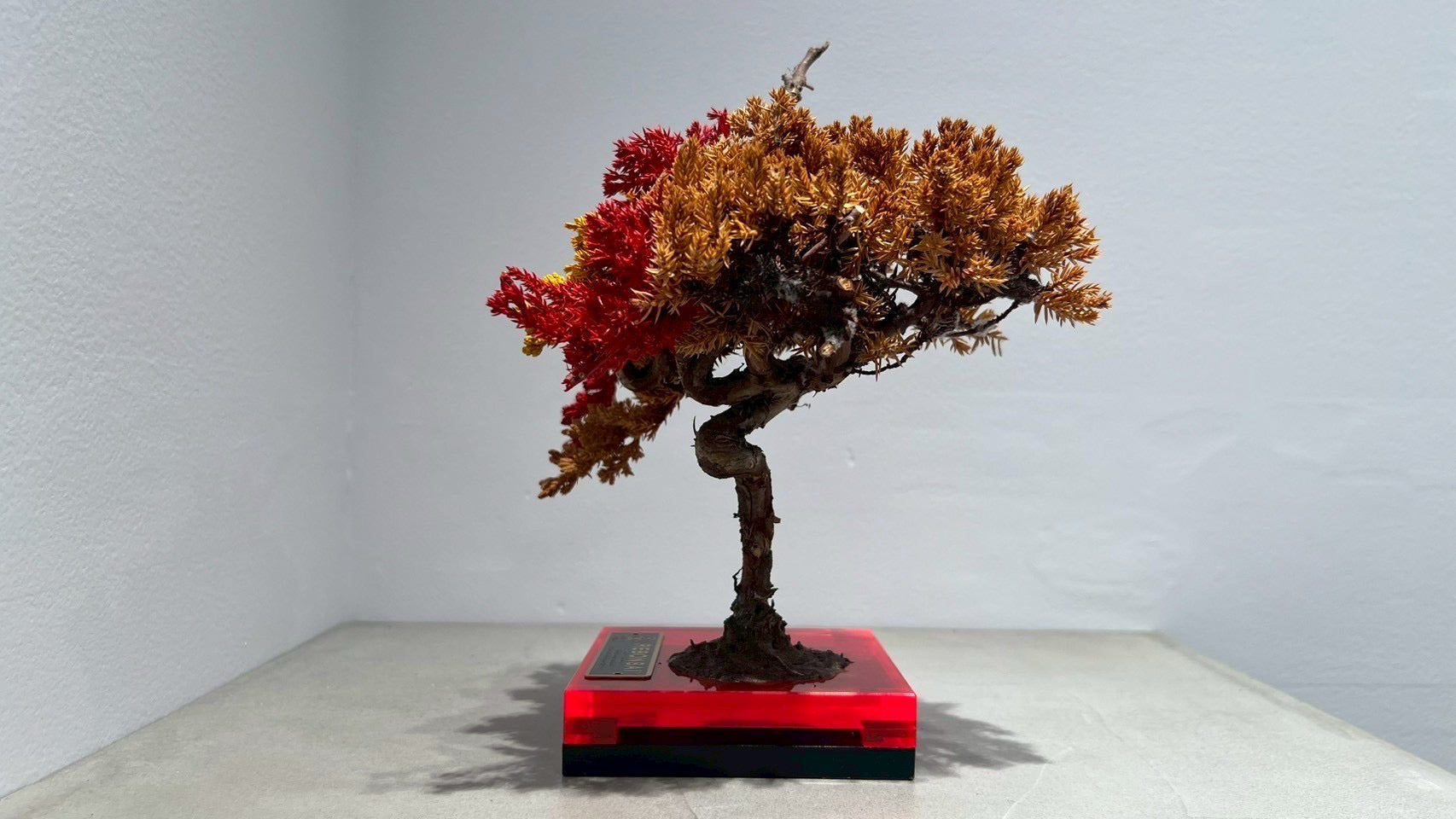 RE BONSAI™️(紅樺色/黄檗色)