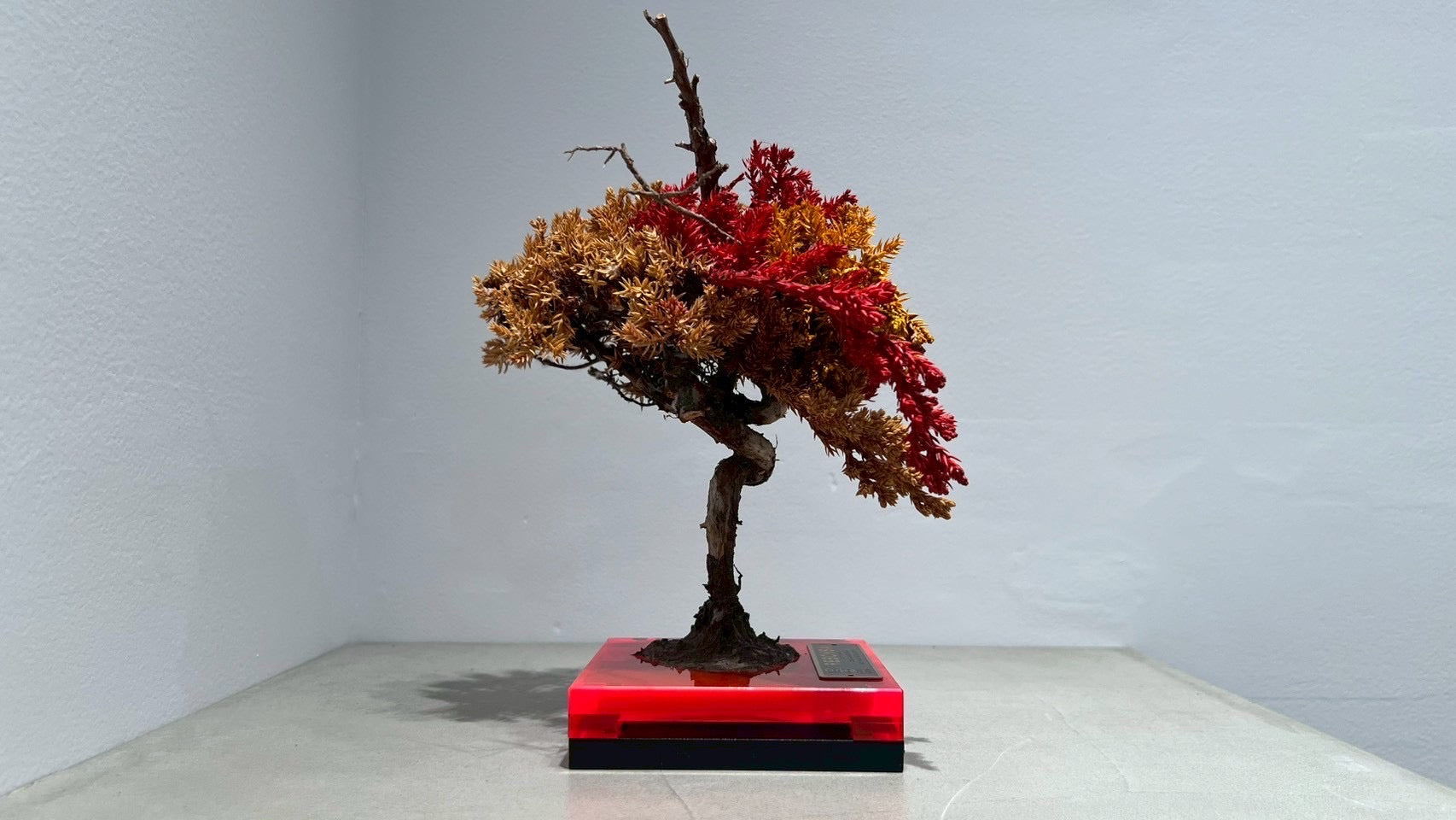 RE BONSAI™️(紅樺色/黄檗色)