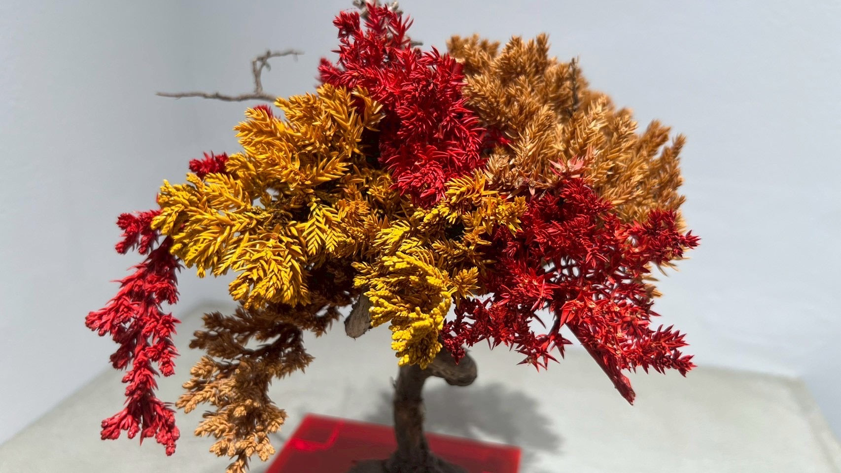 RE BONSAI™️(紅樺色/黄檗色)