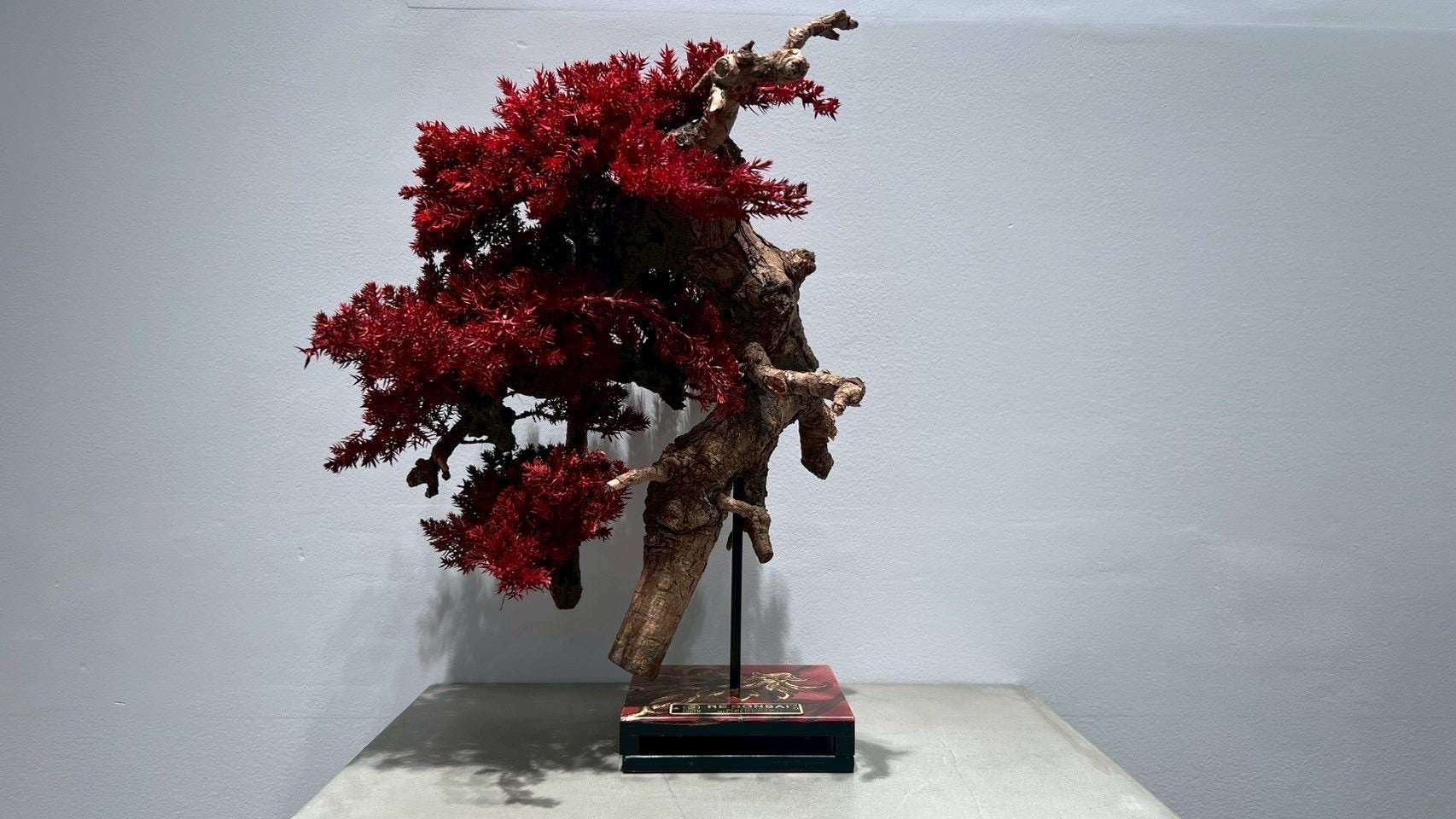 RE BONSAI™️(紅樺色)