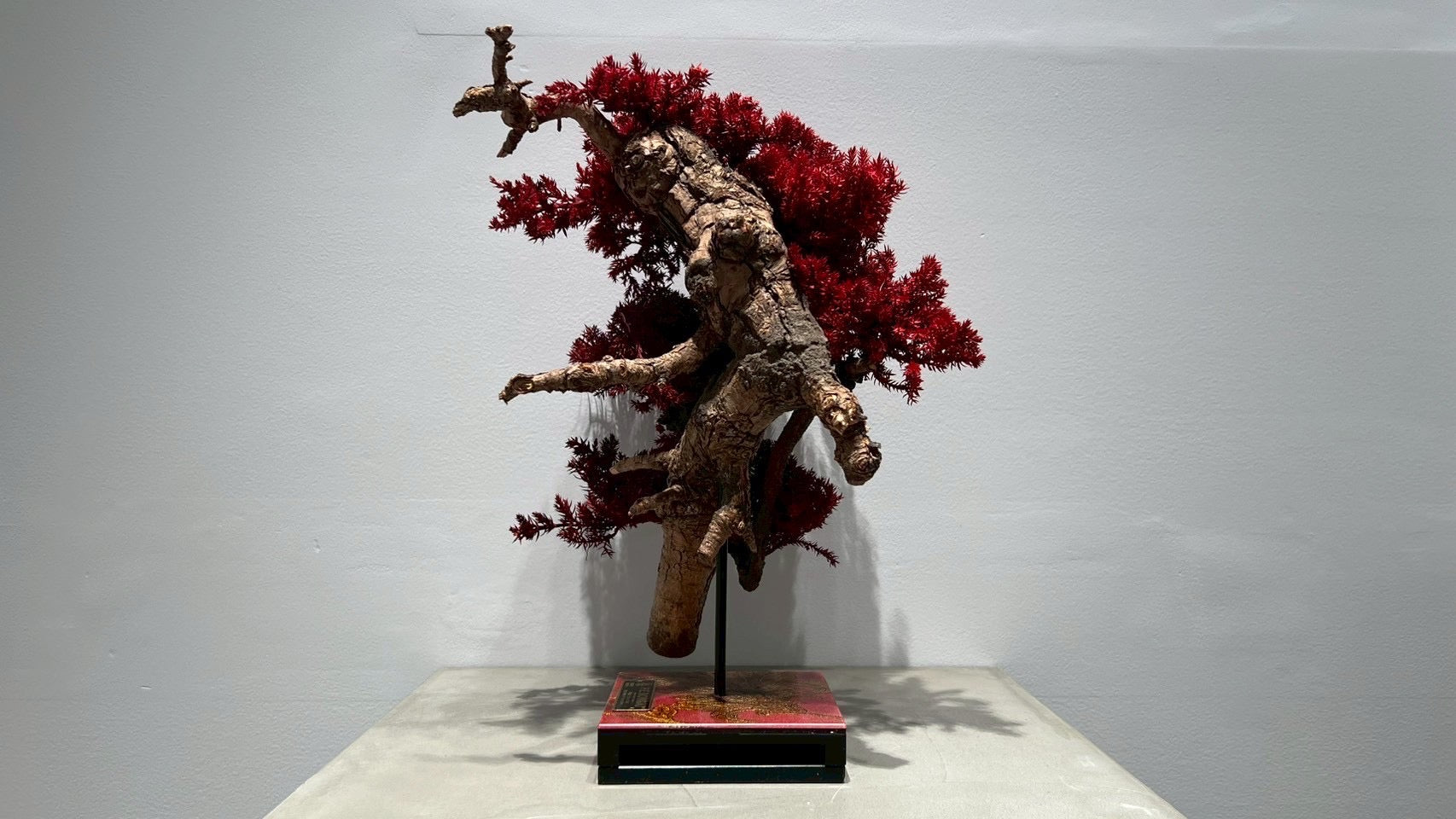RE BONSAI™️(紅樺色)