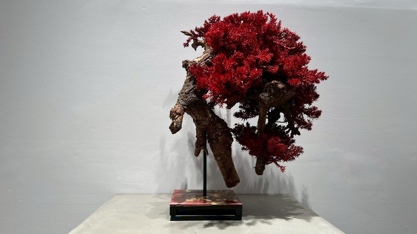 RE BONSAI™️(紅樺色)