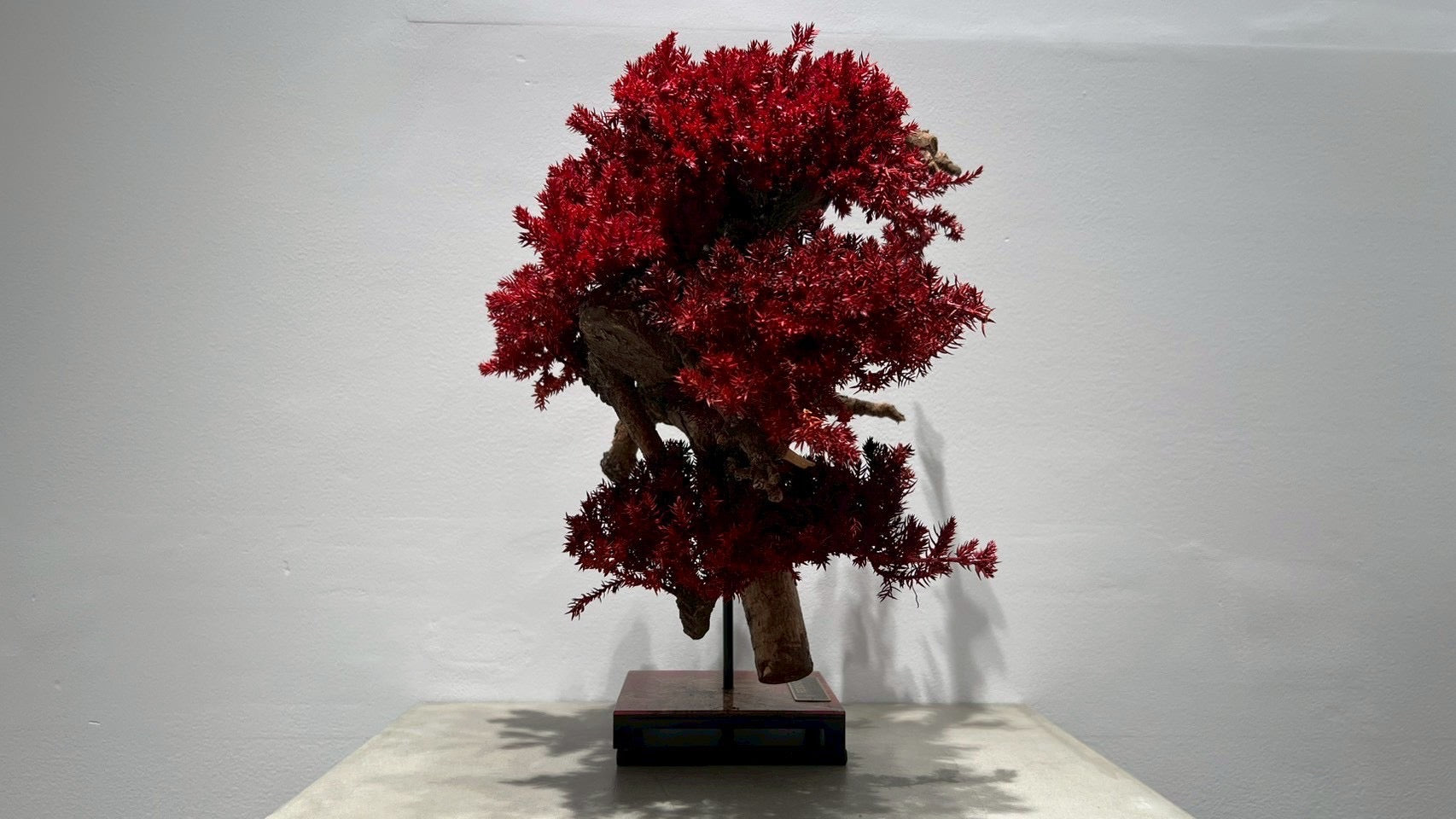 RE BONSAI™️(紅樺色)