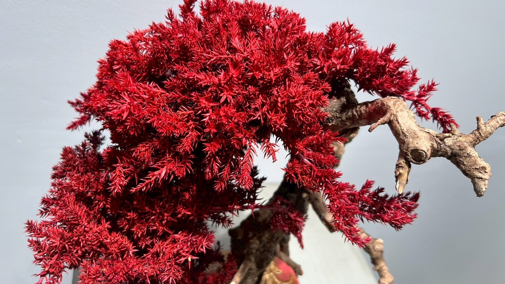 RE BONSAI™️(紅樺色)
