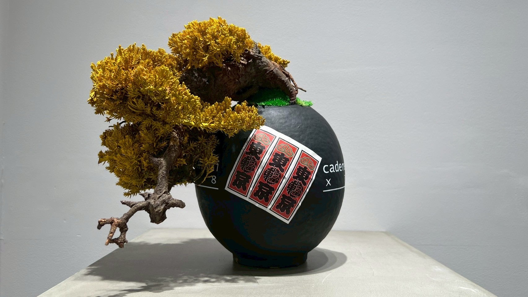 DARUMA RE BONSAI™️(黄檗色)