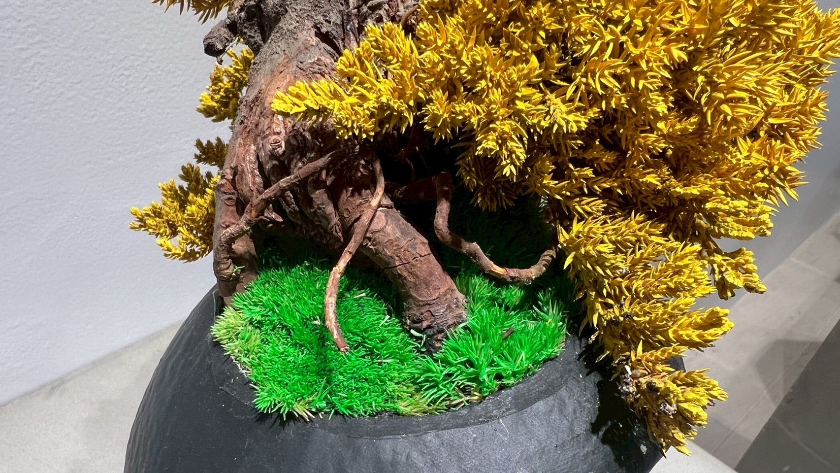 DARUMA RE BONSAI™️(黄檗色)