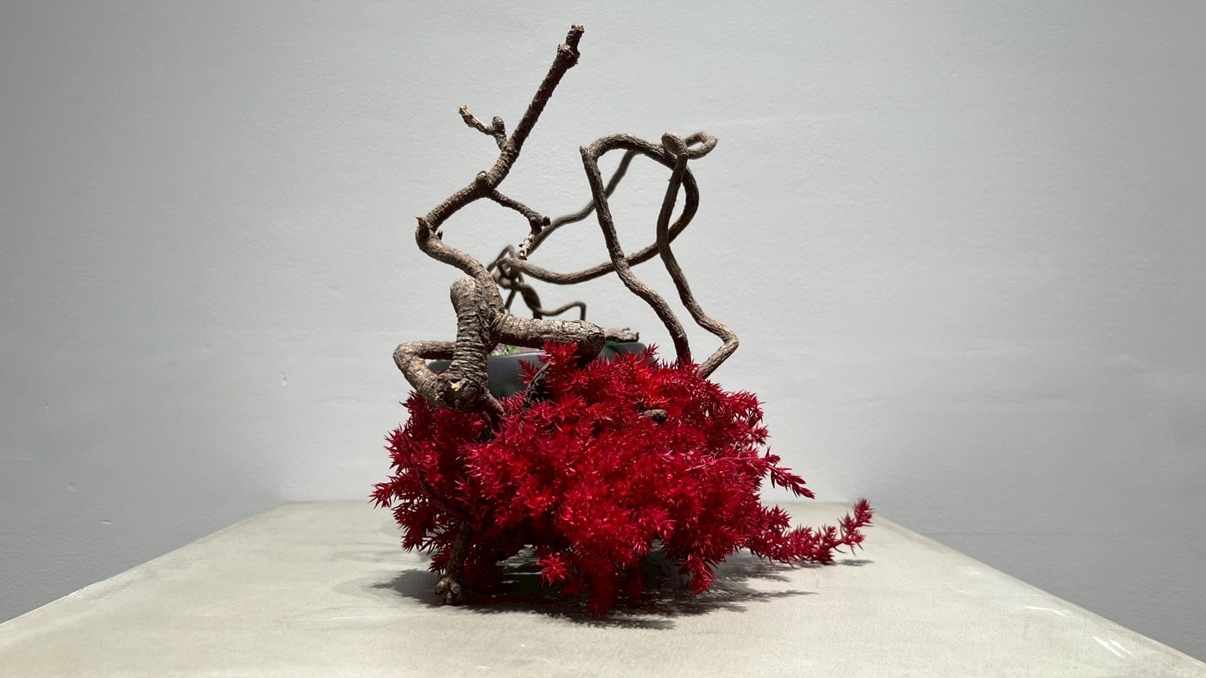 SKULL RE BONSAI™️(紅樺色)