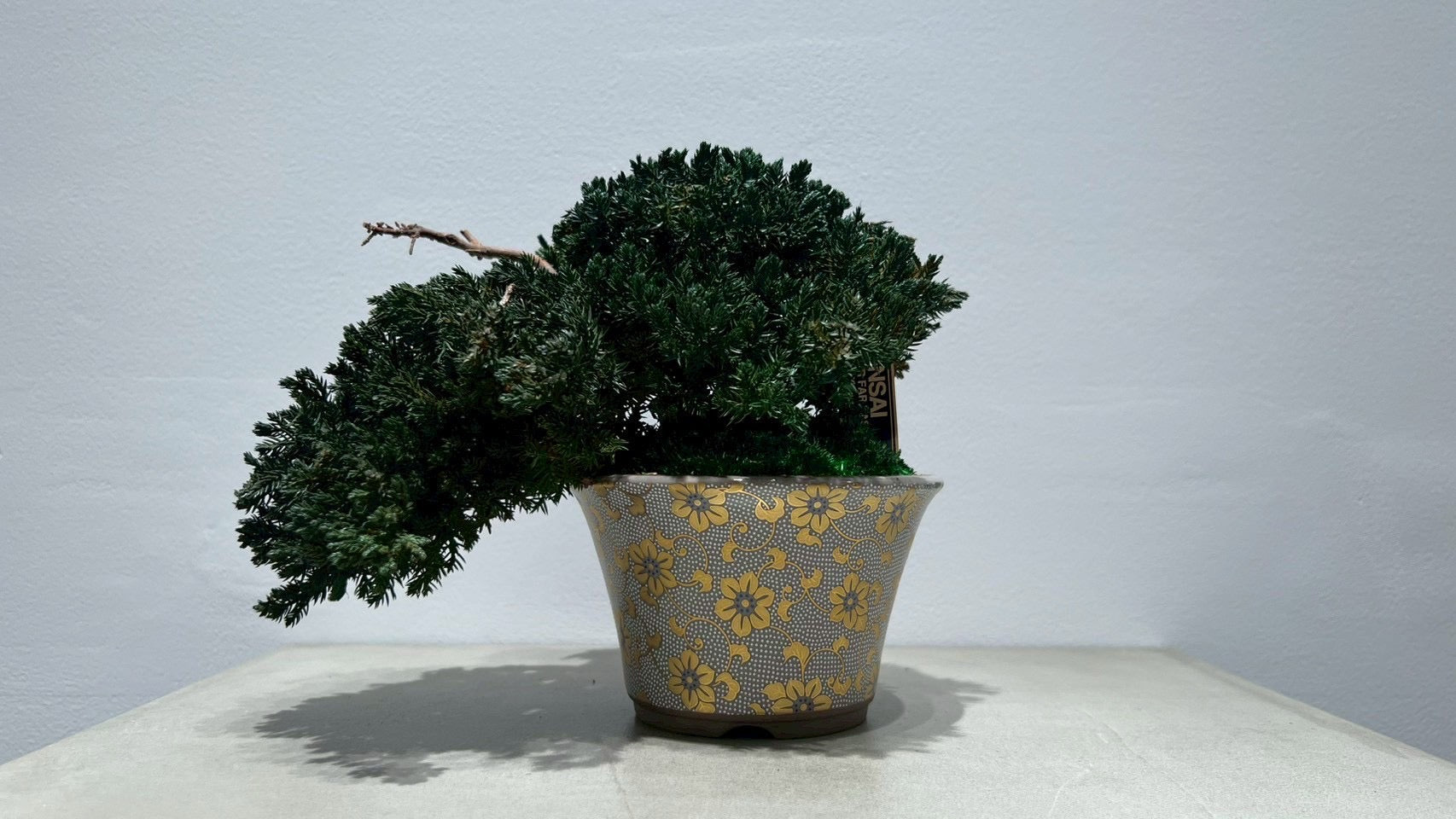 RE BONSAI™️(海松茶色)