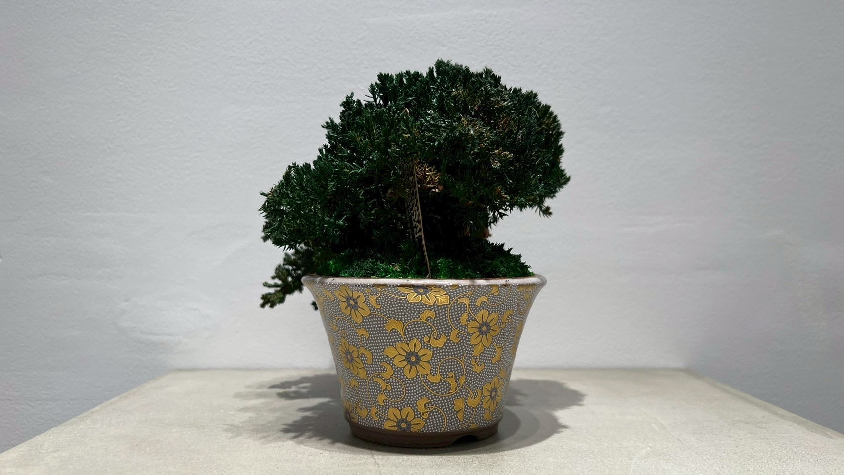 RE BONSAI™️(海松茶色)
