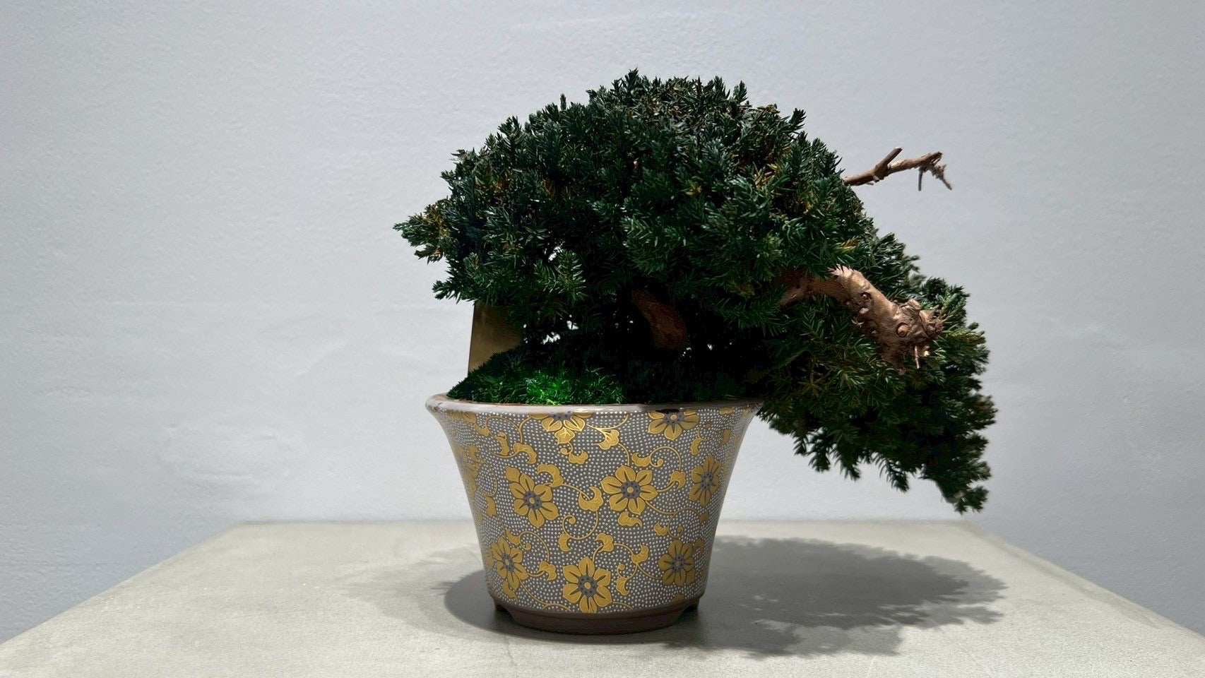 RE BONSAI™️(海松茶色)