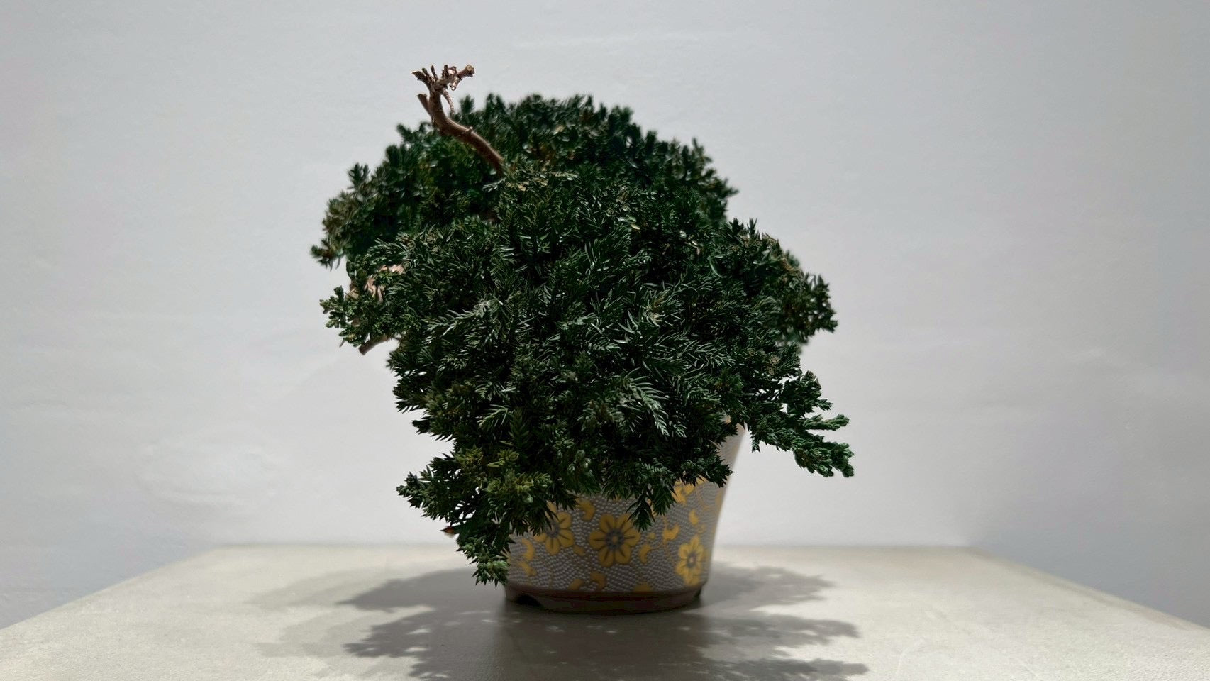 RE BONSAI™️(海松茶色)