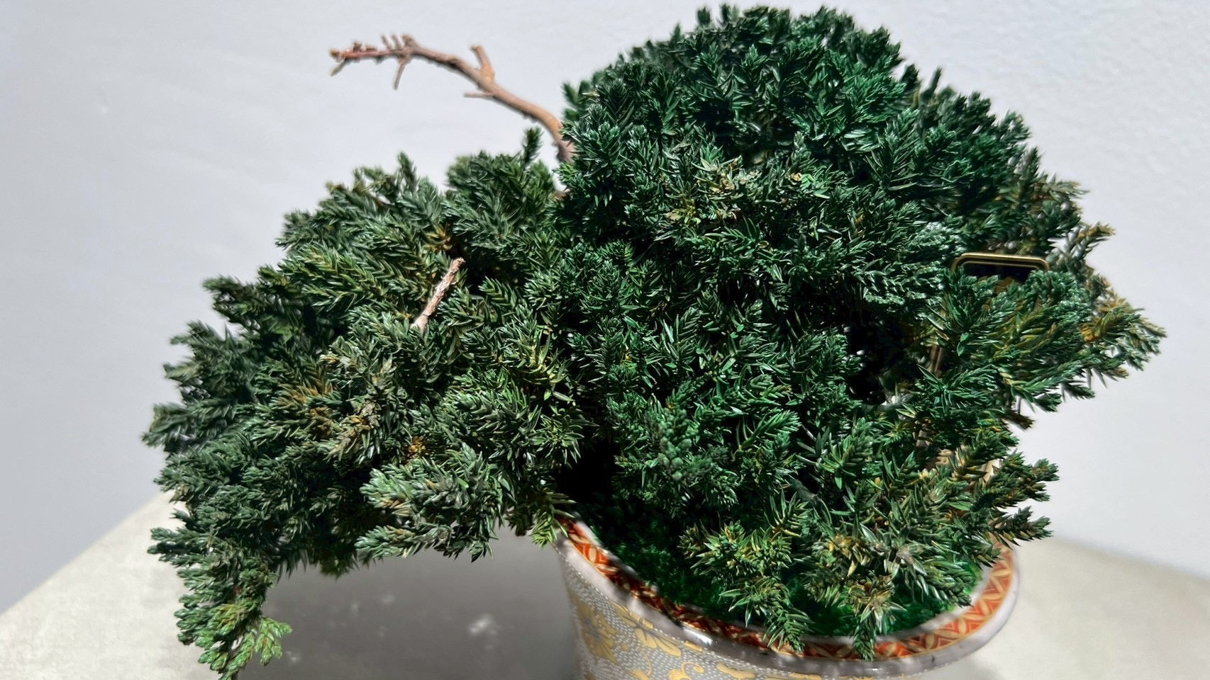 RE BONSAI™️(海松茶色)