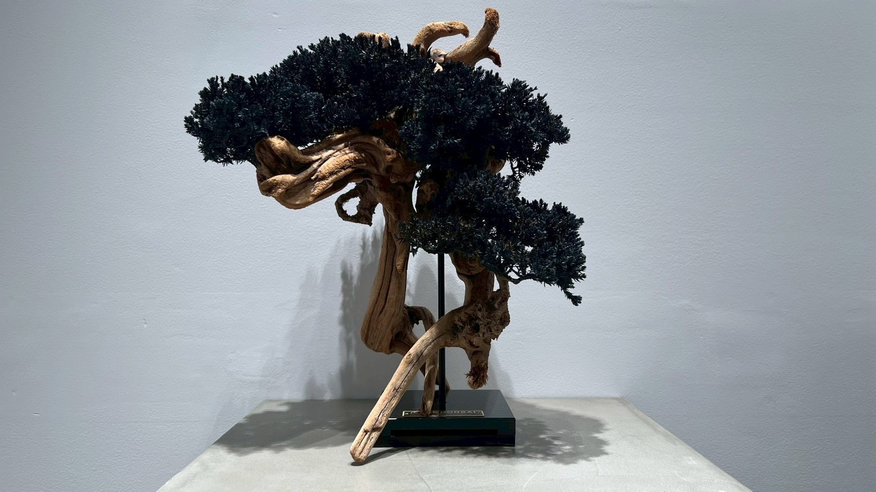 RE BONSAI™️(漆黒色)