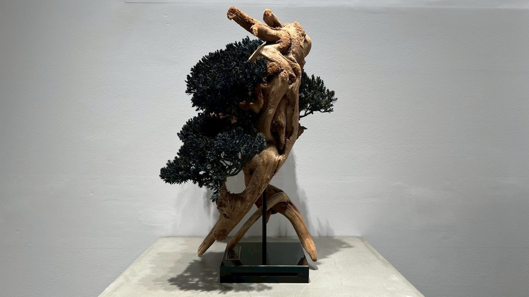 RE BONSAI™️(漆黒色)