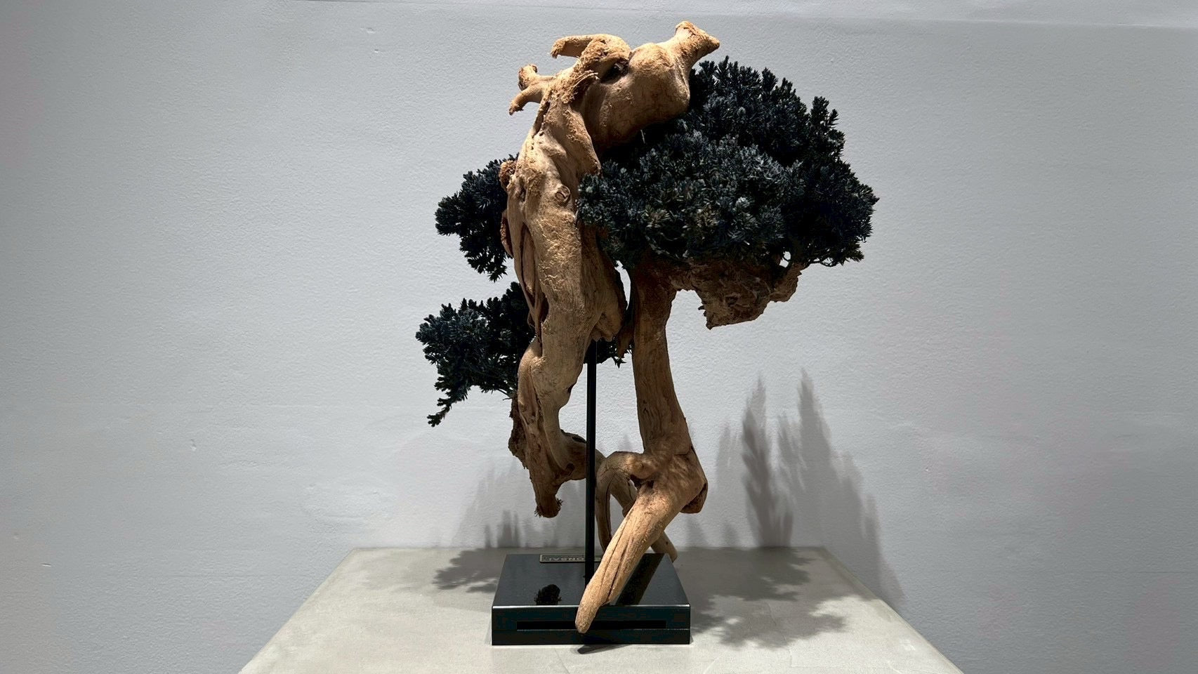 RE BONSAI™️(漆黒色)