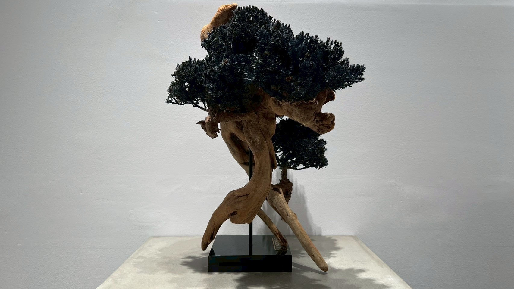 RE BONSAI™️(漆黒色)