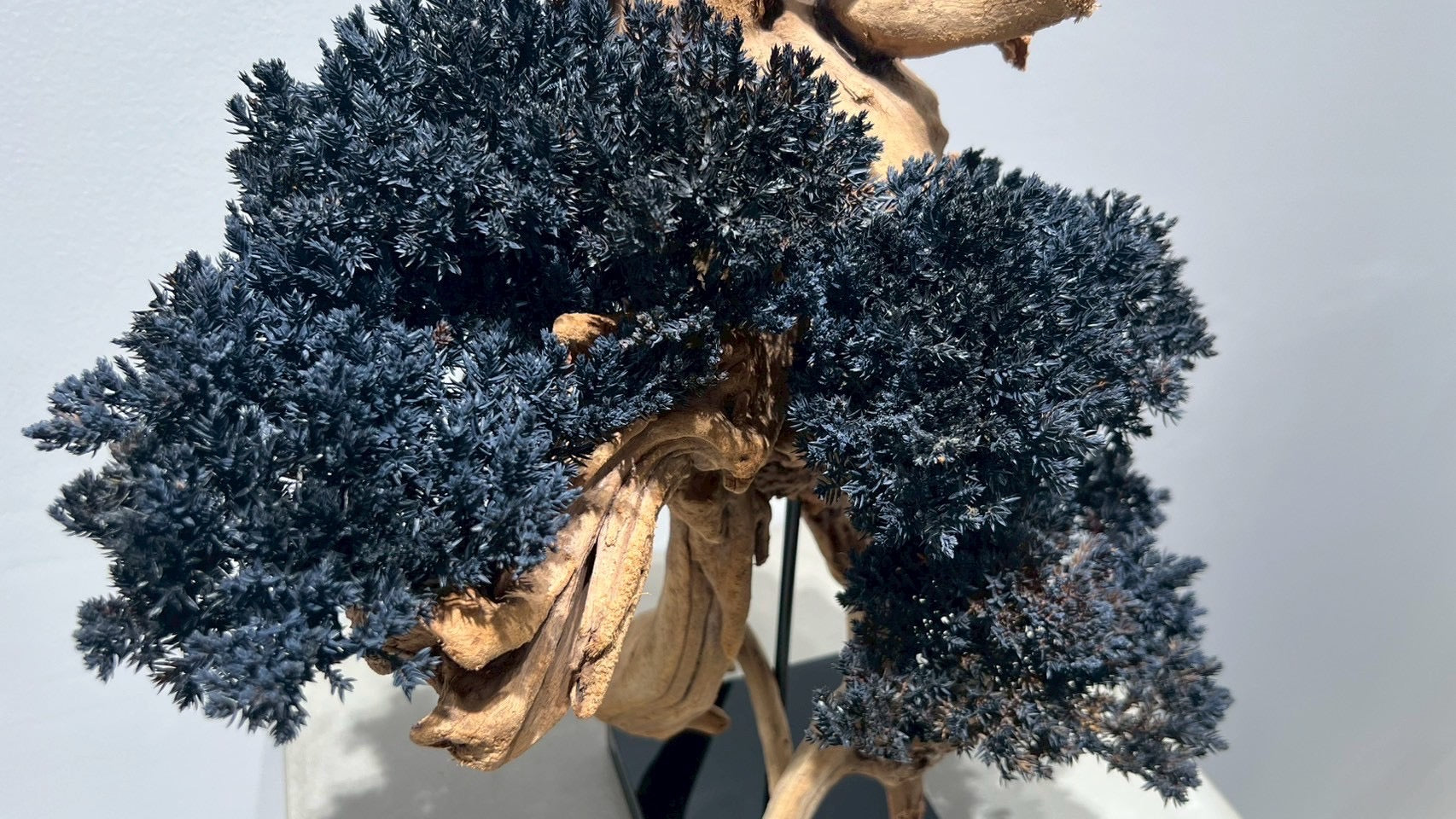 RE BONSAI™️(漆黒色)