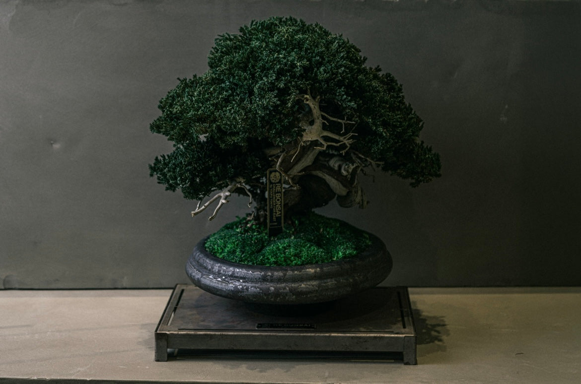 RE BONSAI™️ HACHI(海松茶色)