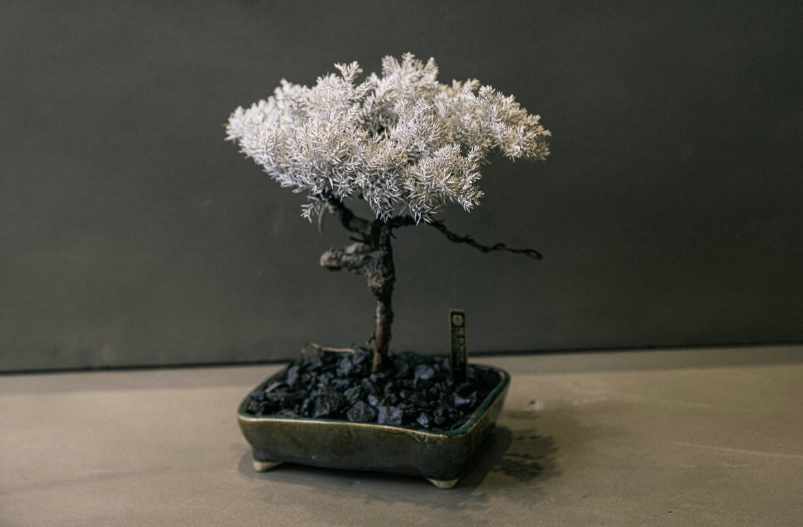 RE BONSAI™️ HACHI(白百合色)