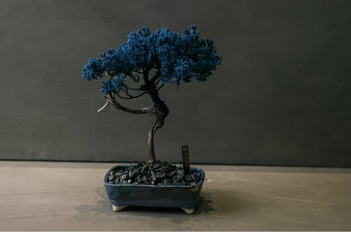 re盆栽　青　盆栽　TOUFU東京 RE BONSAI™️ HACHI（浅縹色）