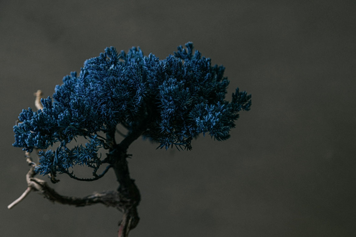 RE BONSAI™️ HACHI(浅縹色)