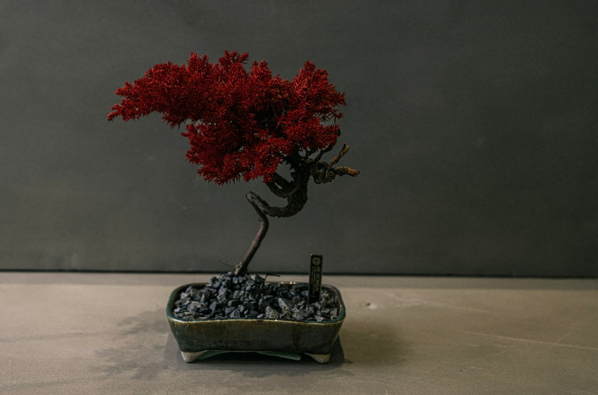 RE BONSAI™️ HACHI(紅樺色)