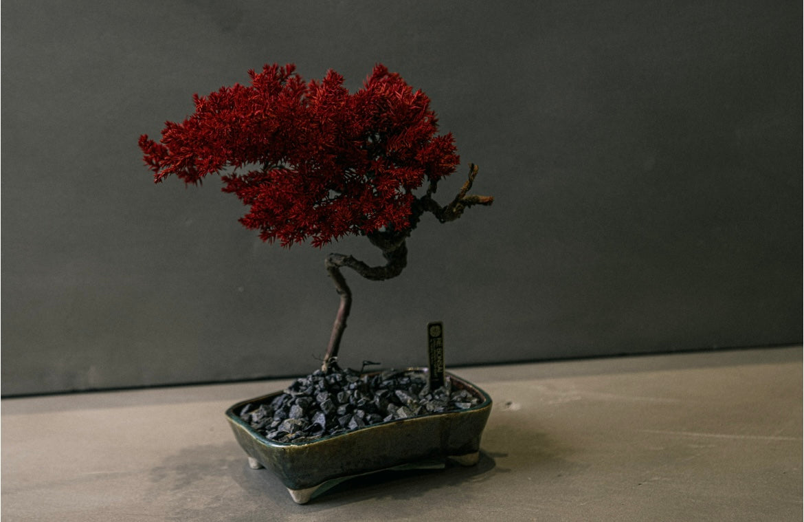 RE BONSAI™️ HACHI(紅樺色)