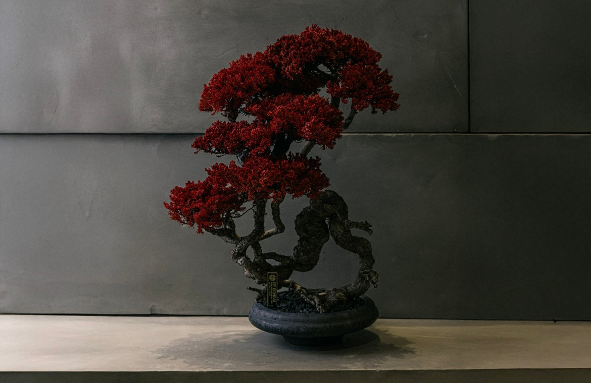 RE BONSAI™️ HACHI(紅樺色)