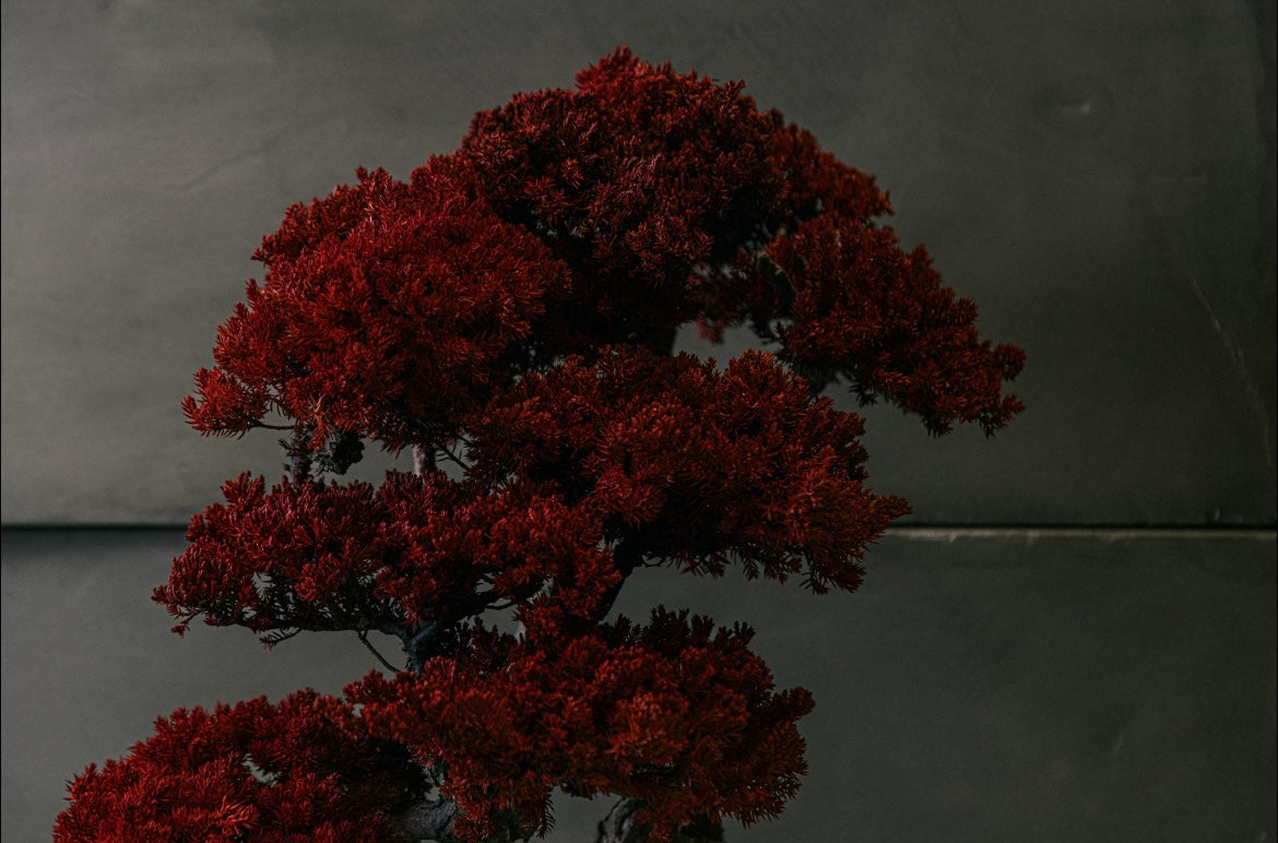 RE BONSAI™️ HACHI(紅樺色)