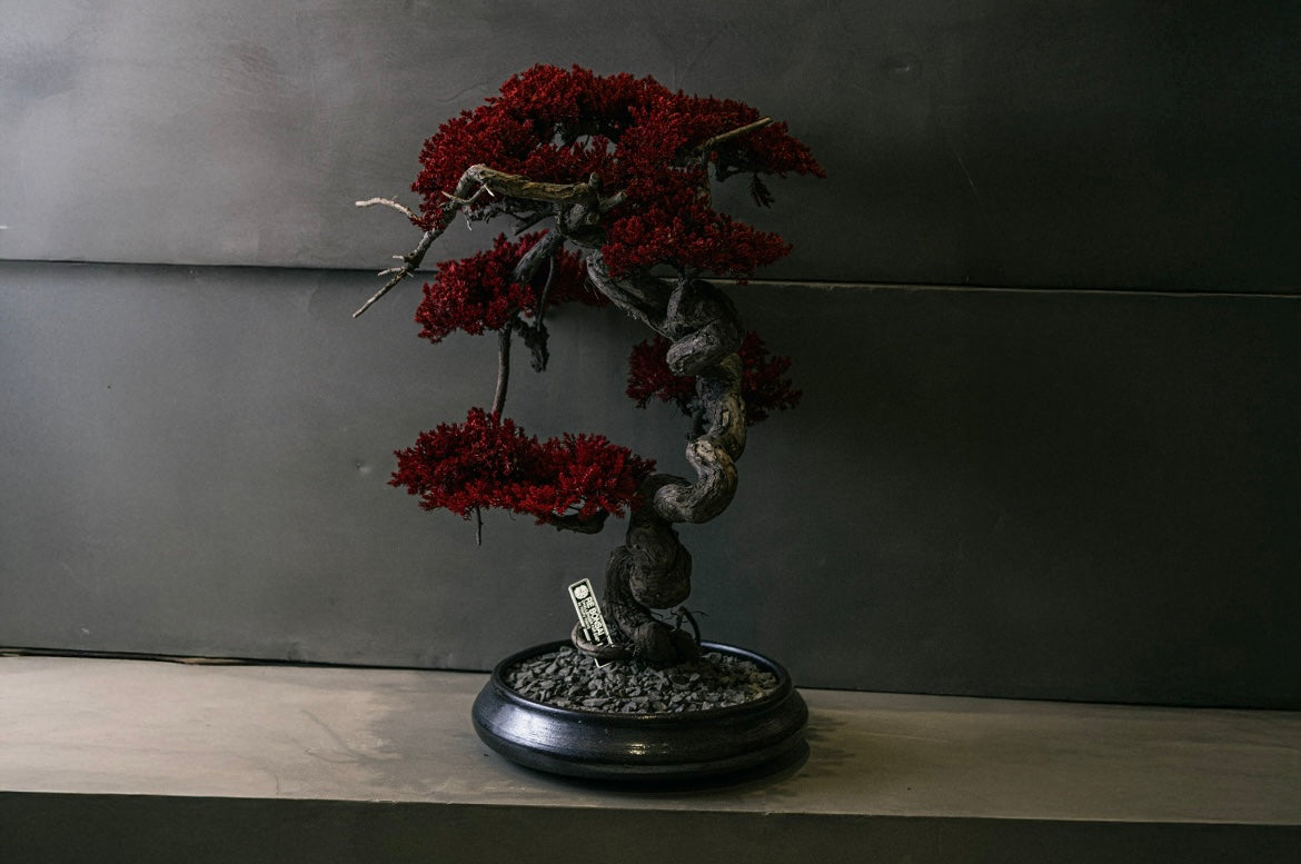 RE BONSAI™️ HACHI(紅樺色)