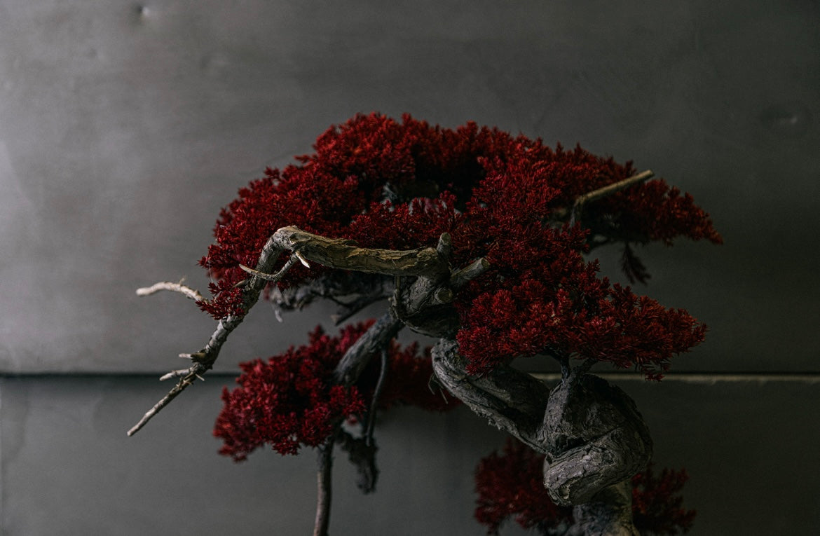 RE BONSAI™️ HACHI(紅樺色)