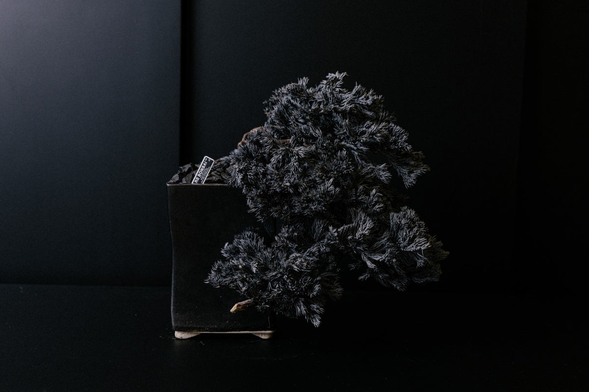 RE BONSAI™️ HACHI(漆黒色)