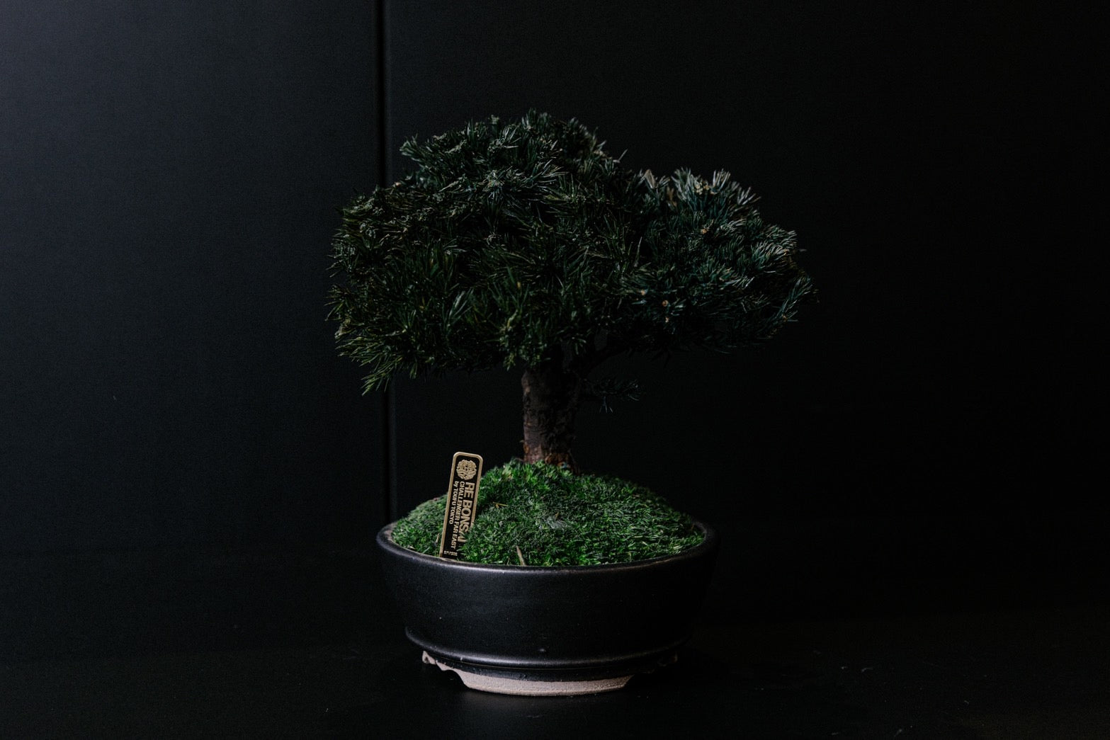 RE BONSAI™️ HACHI（海松茶色）